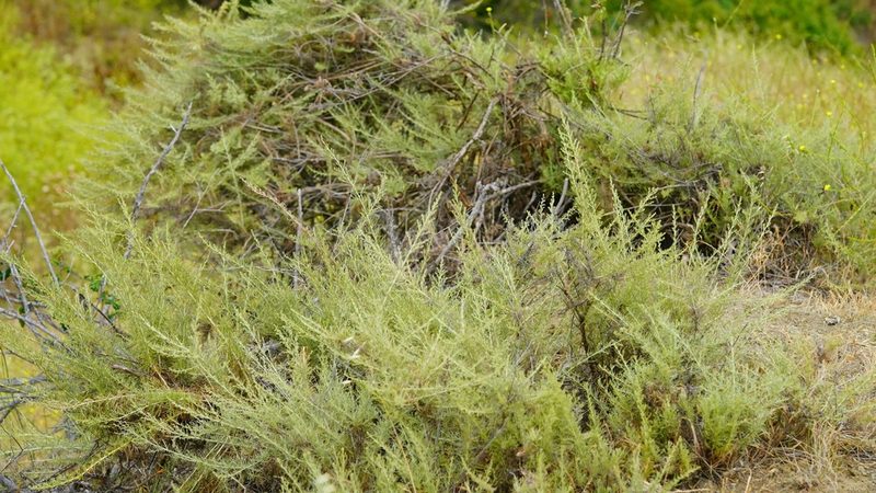 Artemisia californica, photographed by Michael Warner