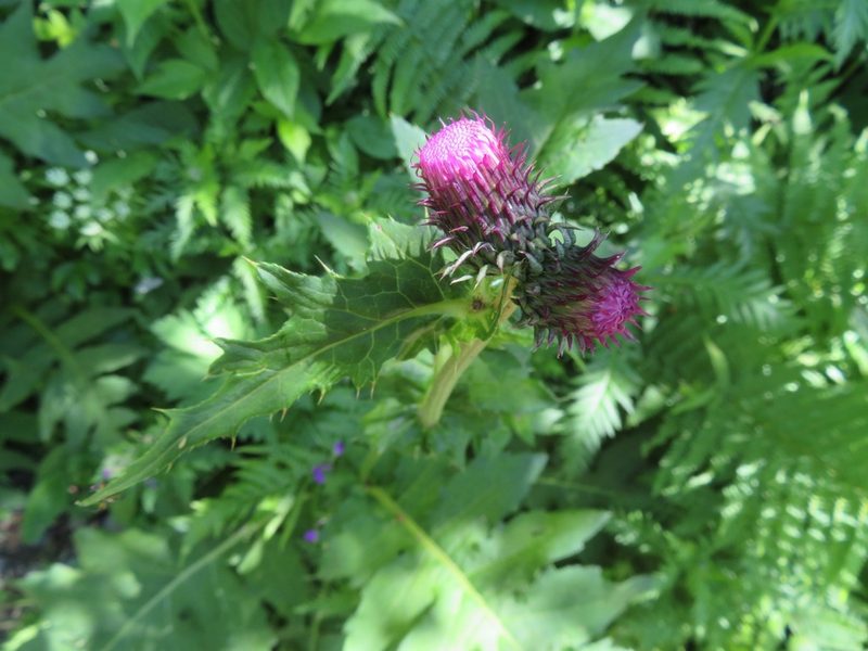 Cirsium alsophilum, photographed by Marco Mussita
