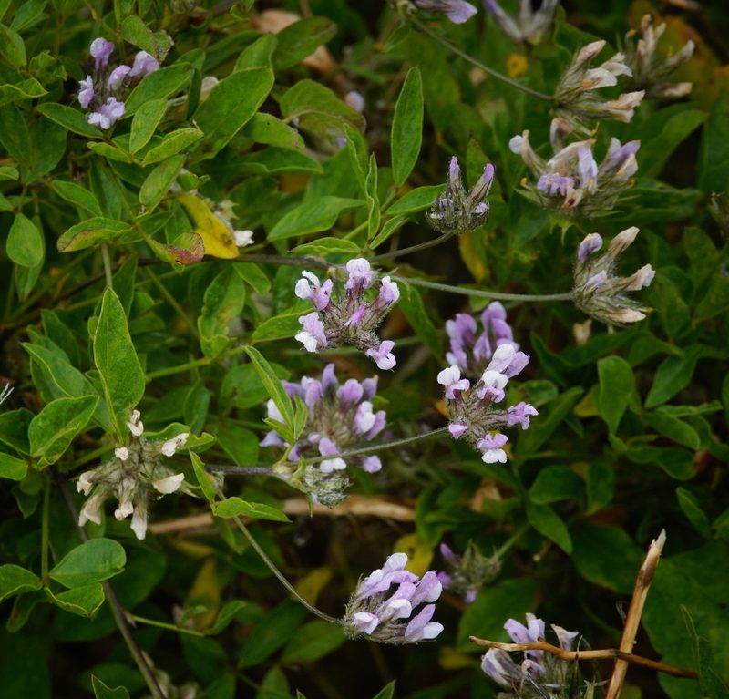 Bituminaria bituminosa, photographed by desertnaturalist