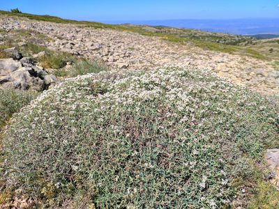 Hormathophylla spinosa, photographed by Denys Vynokurov