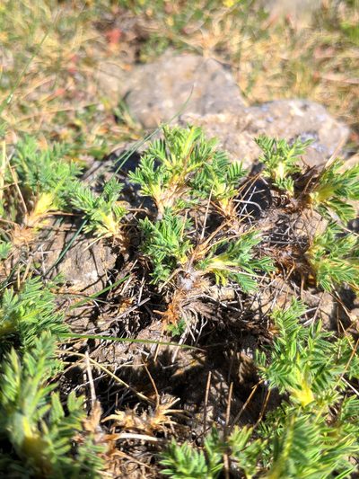 Astragalus granatensis, photographed by Denys Vynokurov