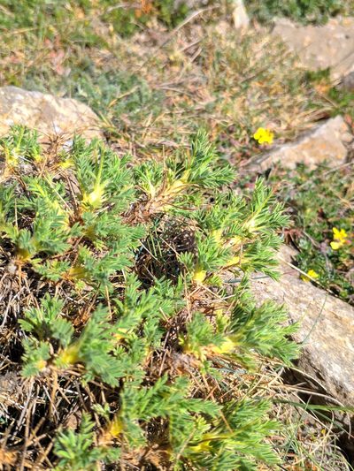 Astragalus granatensis, photographed by Denys Vynokurov