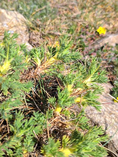 Astragalus granatensis, photographed by Denys Vynokurov