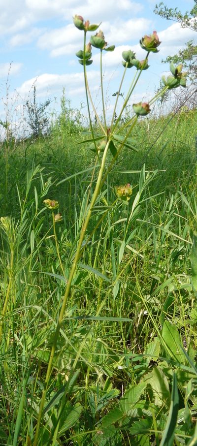 Euphorbia subtilis, photographed by Татьяна Горбушина