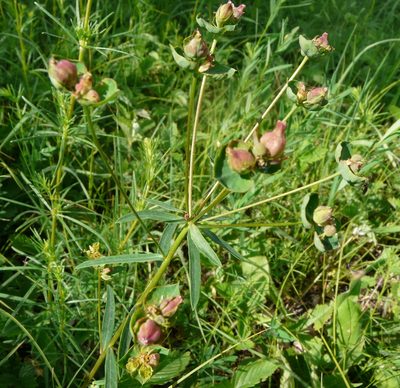 Euphorbia subtilis, photographed by Татьяна Горбушина