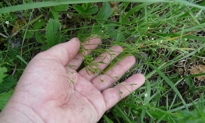 Thesium ramosum, photographed by Татьяна Горбушина