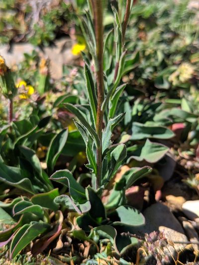 Klasea nudicaulis, photographed by Denys Vynokurov