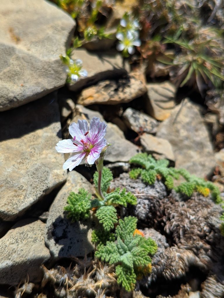 Erodium celtibericum, photographed by Denys Vynokurov