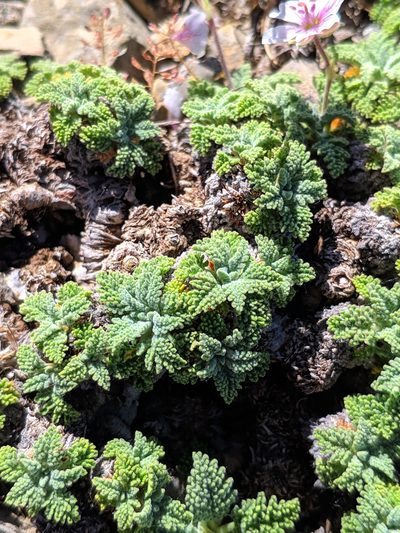 Erodium celtibericum, photographed by Denys Vynokurov
