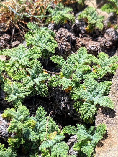 Erodium celtibericum, photographed by Denys Vynokurov