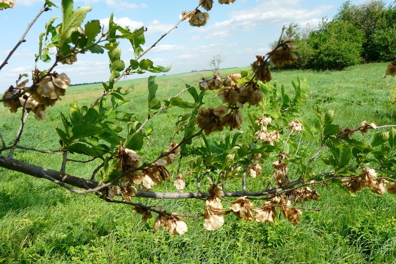 Ulmus minor, photographed by Татьяна Горбушина