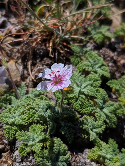Erodium celtibericum, photographed by Denys Vynokurov