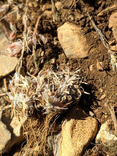 Poa ligulata, photographed by Denys Vynokurov