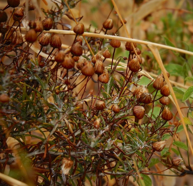 Phagnalon saxatile, photographed by desertnaturalist