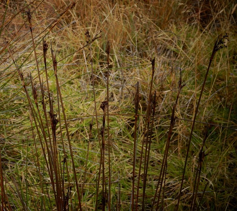 Juncus acutus, photographed by desertnaturalist