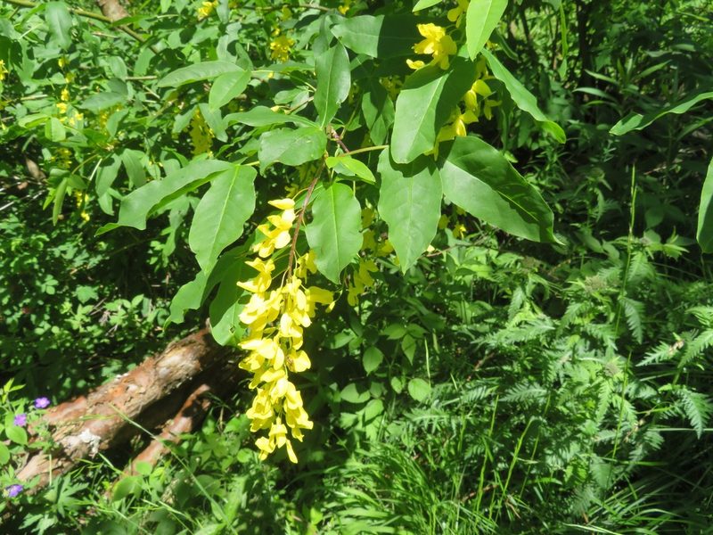 Laburnum alpinum, photographed by Marco Mussita