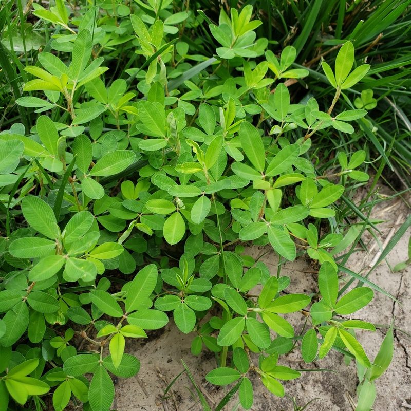 Kummerowia striata, photographed by Robert Hoard