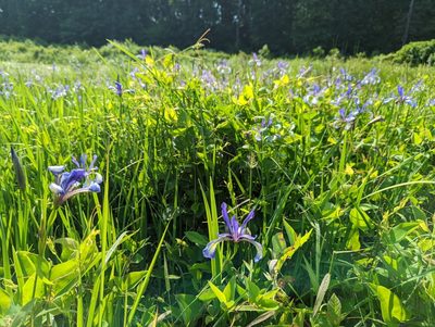 Iris versicolor, photographed by Eric Bartkowski