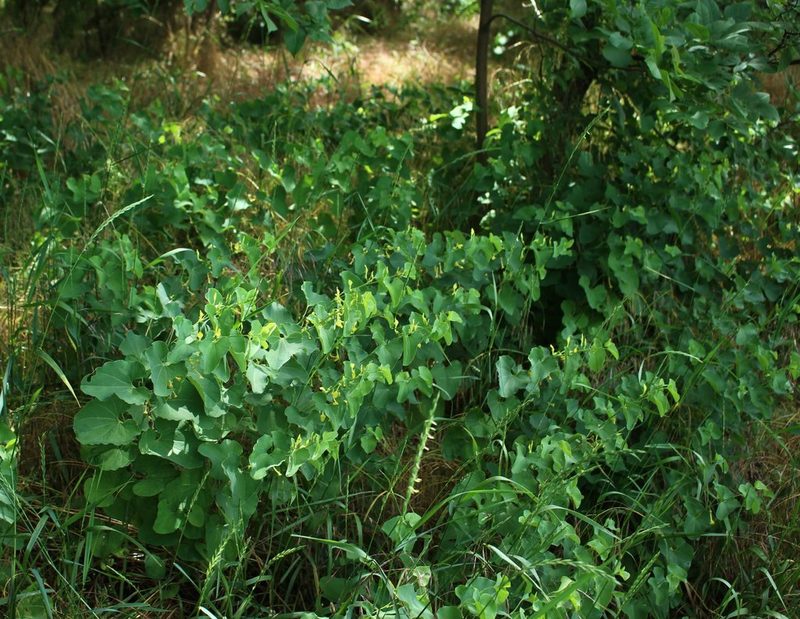 Aristolochia clematitis, photographed by Юрий Данилевский (Yuriy Danilevsky)
