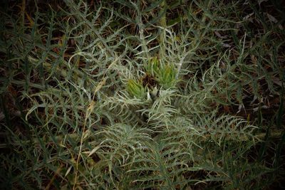 Cynara cardunculus, photographed by desertnaturalist