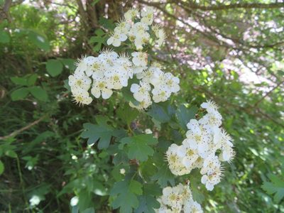 Crataegus monogyna, photographed by Marco Mussita