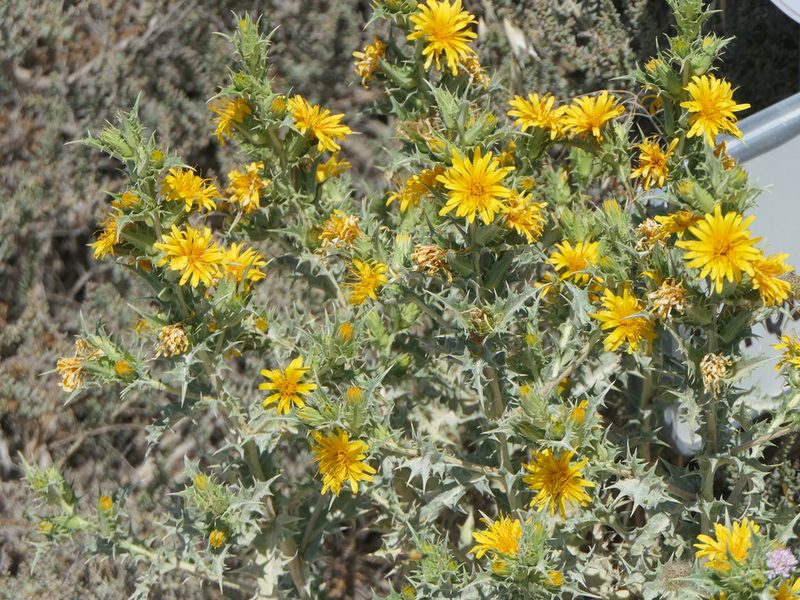Scolymus hispanicus, photographed by Pete Bradshaw