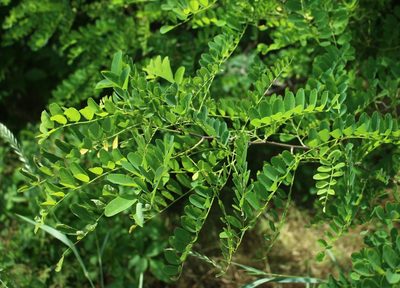 Robinia pseudoacacia
