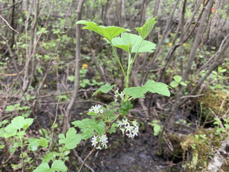 Ribes hudsonianum, photographed by Reuven Martin
