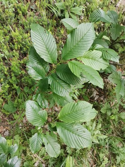 Rhamnus fallax, photographed by Ljaž