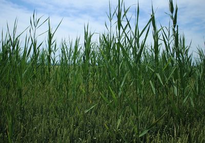 Phragmites australis, photographed by Юрий Данилевский (Yuriy Danilevsky)
