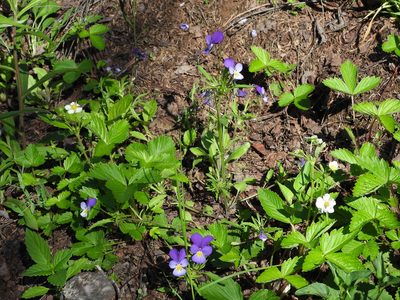 Viola tricolor, photographed by Aleksey Shumkov