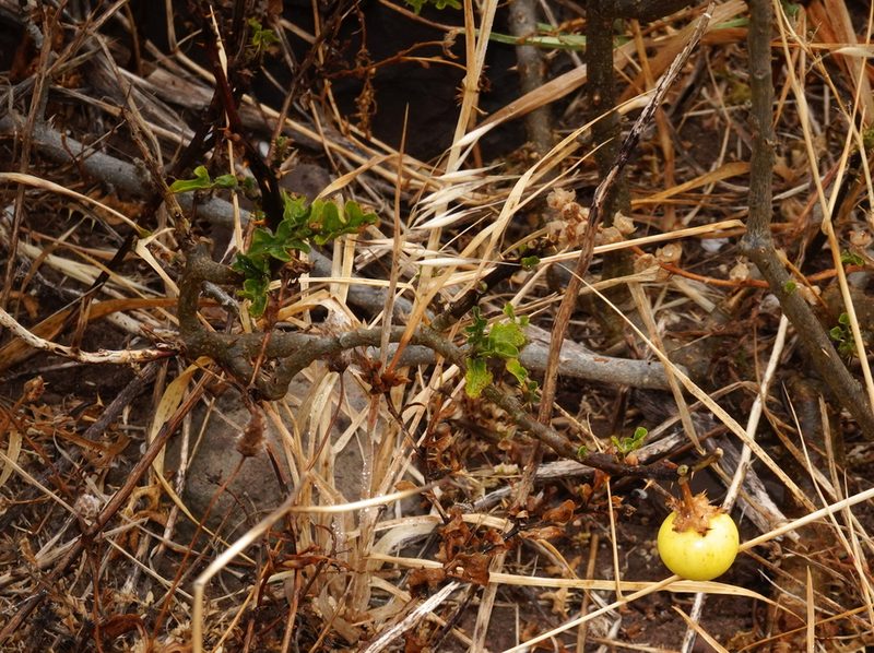 Solanum linnaeanum, photographed by desertnaturalist