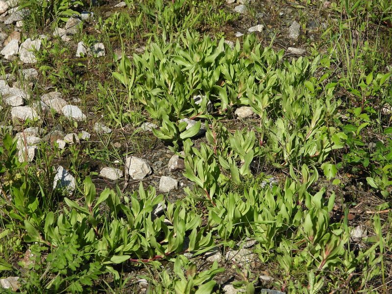 Gypsophila perfoliata, photographed by Aleksey Shumkov