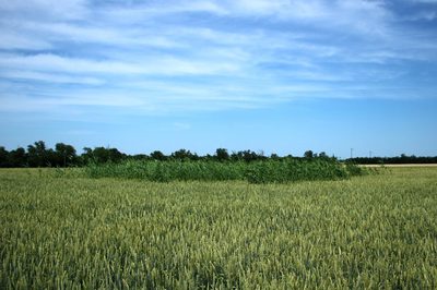 Phragmites australis