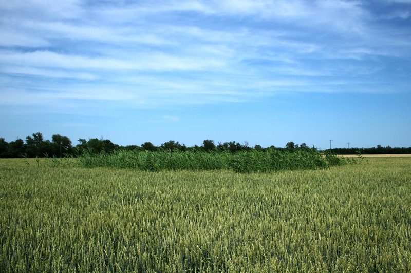 Phragmites australis, photographed by Юрий Данилевский (Yuriy Danilevsky)