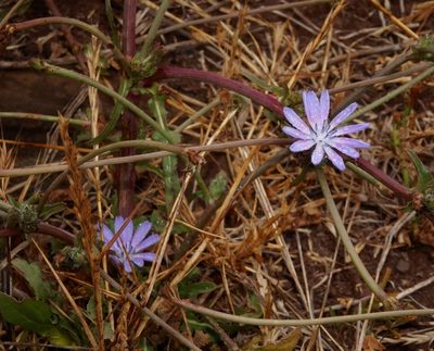 Cichorium pumilum, photographed by desertnaturalist
