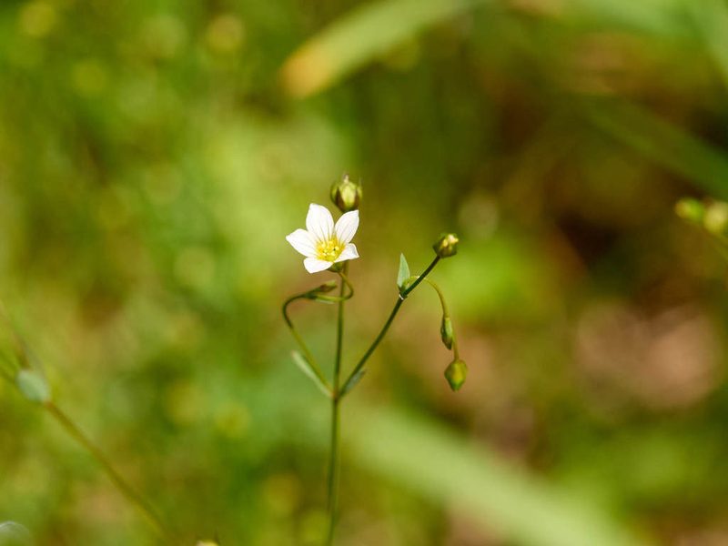 Linum catharticum, photographed by Andreas Stiller