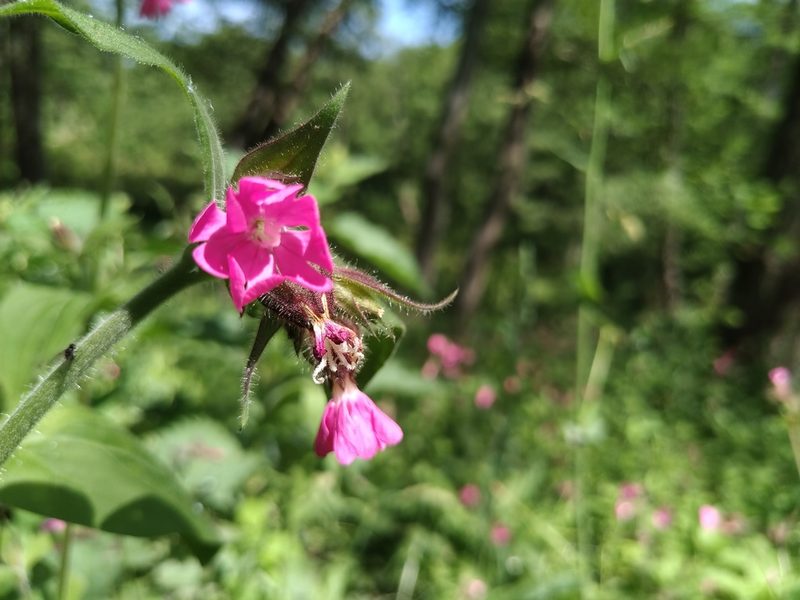 Silene dioica, photographed by Viktoriia Streltsova