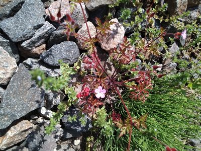 Geranium robertianum, photographed by Viktoriia Streltsova