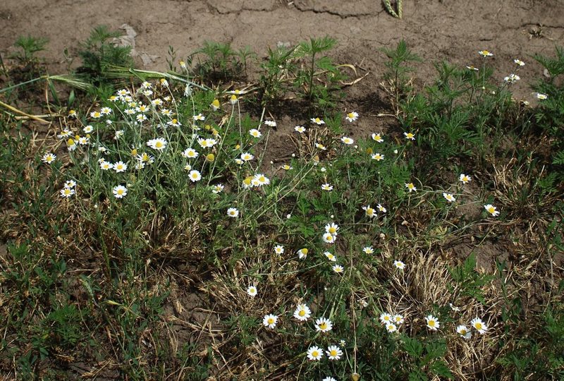 Anthemis ruthenica, photographed by Юрий Данилевский (Yuriy Danilevsky)