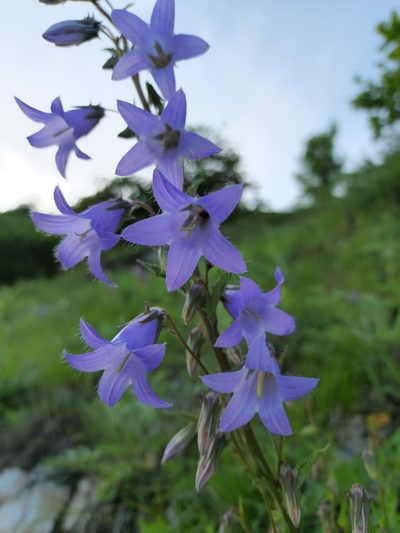 Campanula sarmatica, photographed by Дауд Арсанукаев