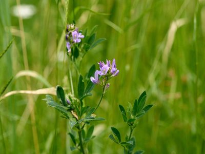 Medicago sativa, photographed by Andreas Stiller