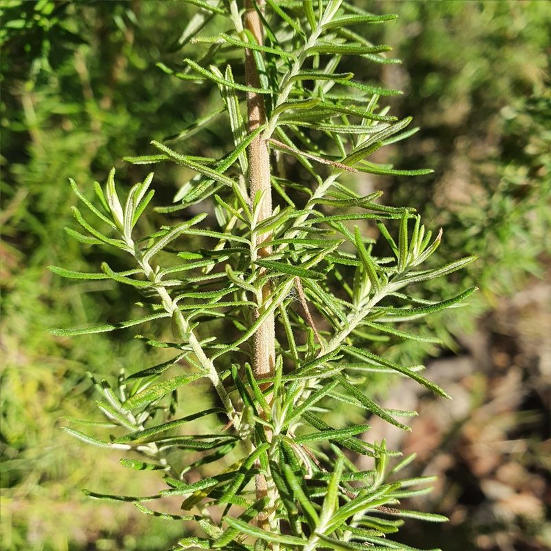 Cassinia aculeata, photographed by ronavery