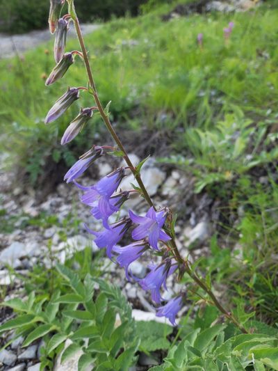 Campanula sarmatica, photographed by Дауд Арсанукаев