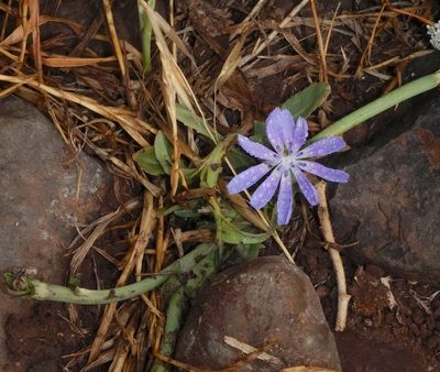 Cichorium pumilum, photographed by desertnaturalist