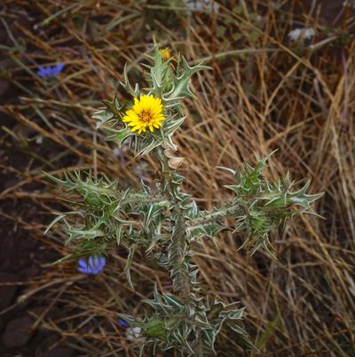 Scolymus maculatus, photographed by desertnaturalist