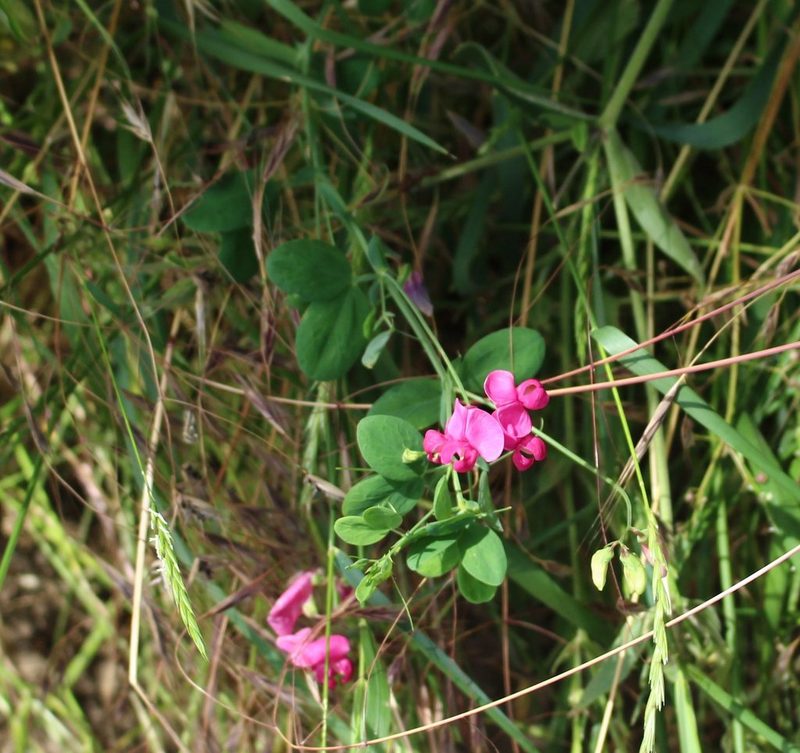 Lathyrus tuberosus, photographed by Юрий Данилевский (Yuriy Danilevsky)