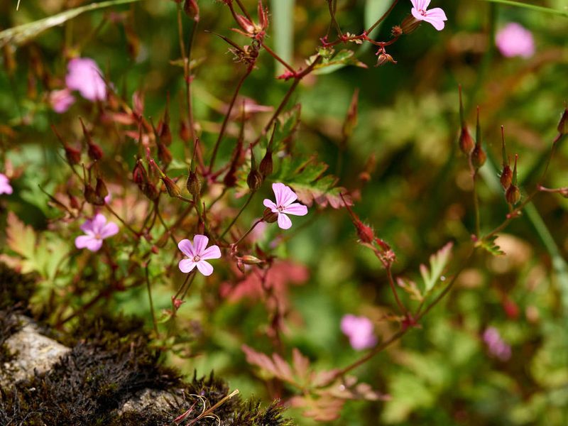 Geranium robertianum, photographed by Andreas Stiller