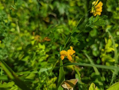 Lotus corniculatus, photographed by Eric Bartkowski