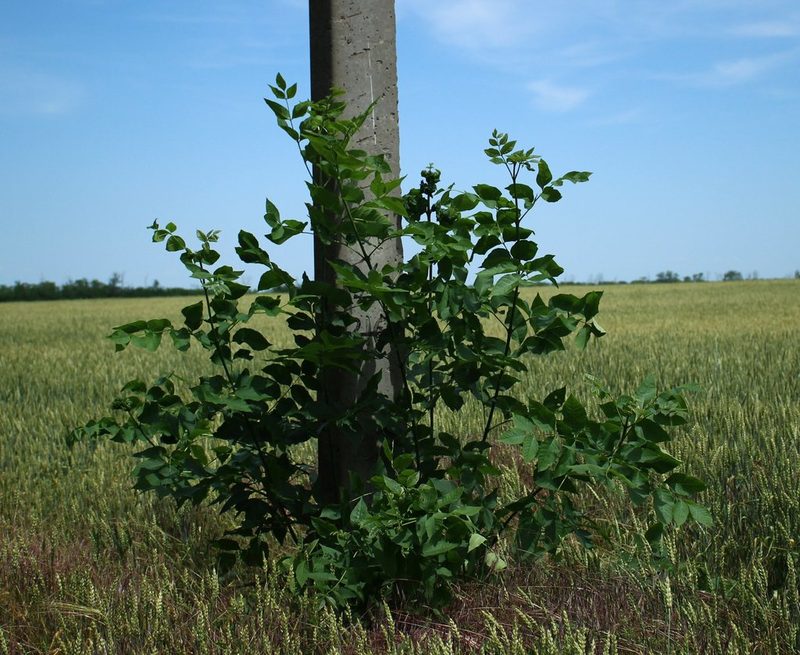 Fraxinus pennsylvanica, photographed by Юрий Данилевский (Yuriy Danilevsky)